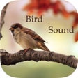 Ícone do programa: Bird Sounds -Bird relaxsl…