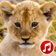 程序图标：Animals  Birds Ringtones