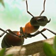 Ícone do programa: Ant War - Kingdom Battles