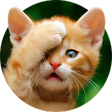 Programikonen: Funny Cat Stickers - WASt…