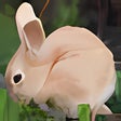 Icon of program: Bunny My News