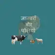Animals and Birds in Hindi