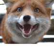ไอคอนของโปรแกรม: Fox Hangout WHAT DOES THE…