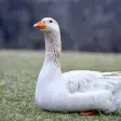 Goose and Geese Sounds ~ Sboard.pro