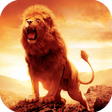 プログラムのアイコン：Lion HD Wallpapers