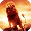 Lion HD Wallpapers