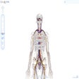 プログラムのアイコン：zygotebody 
