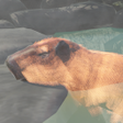 ไอคอนของโปรแกรม: Capybara Zoo
