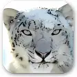 أيقونة البرنامج: Snow Leopard Wallpaper