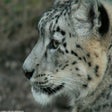 Icon of program: Snow Leopard Wallpaper