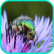 Programikonen: Beetle Wallpaper