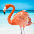 Ikon program: The Flamingo