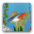 プログラムのアイコン：aniPet Freshwater Live WP