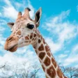 أيقونة البرنامج: Giraffe Wallpapers
