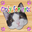 Programikonen: Only for Cats