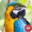 Icon of program: Parrot Sounds