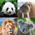 Programikonen: Guess: Animals Quiz