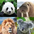 Guess: Animals Quiz