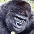 Icoon van programma: be a gorilla and eat bana…