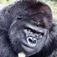 be a gorilla and eat bananas lol