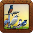 Иконка программы: Koleksi Suara Burung Offl…