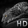 ไอคอนของโปรแกรม: Cool Animals HD Awesome T…