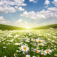 Landscape Live Wallpaper icon