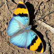 プログラムのアイコン：Butterfly Jigsaw Puzzles