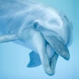 プログラムのアイコン：Dolphin Sounds