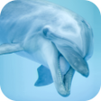 Programikonen: Dolphin Sounds