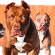 Programikonen: Pitbull Wallpapers