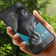 程序图标：Gorilla in phone prank