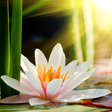 ไอคอนของโปรแกรม: Lotus Flower Wallpaper HD