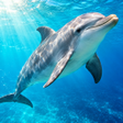 Icon of program: Dolphin Wallpapers