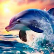 Programikonen: Dolphin Wallpapers