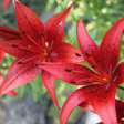 Programikonen: Plant Reproduction