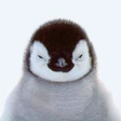 Programikonen: Le Pingouin ou le Manchot