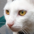 Programikonen: Cat Sounds - Meow Noises