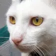 Cat Sounds - Meow Noises