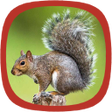 ไอคอนของโปรแกรม: Squirrel sound