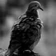 Icon of program: Real Bird Live Wallpaper