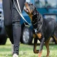 Programikonen: FREE dog training videos