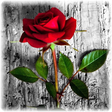 Programikonen: Flower Jigsaw Puzzle