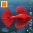 Programın simgesi: Fish Tycoon