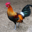 Programikonen: Red junglefowl Sounds ~ S…