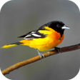 Programikonen: Oriole Bird Sounds