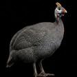 プログラムのアイコン：Guinea Fowl Sounds  Calls