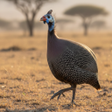 Ikona programu: Guinea Fowl Sounds  Calls