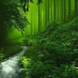 ไอคอนของโปรแกรม: Forest Wallpapers