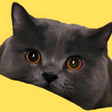 Pet Manager icon